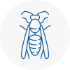 West Hallam Wasp Nest Removal